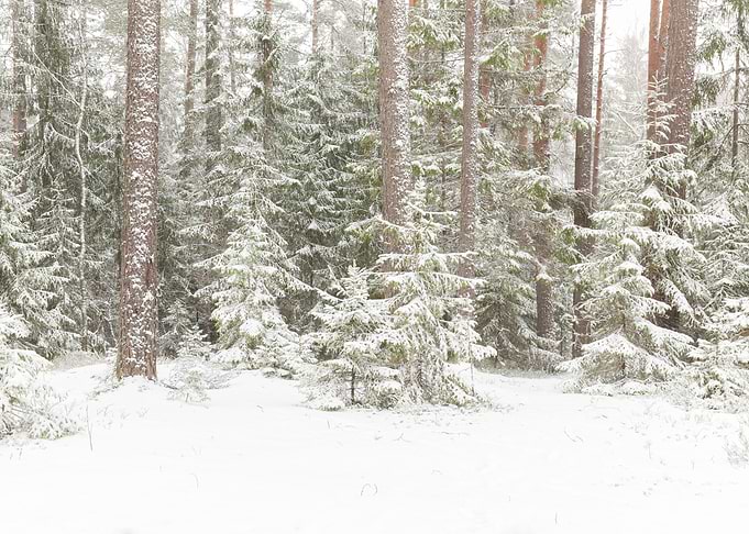 The First Snow No2