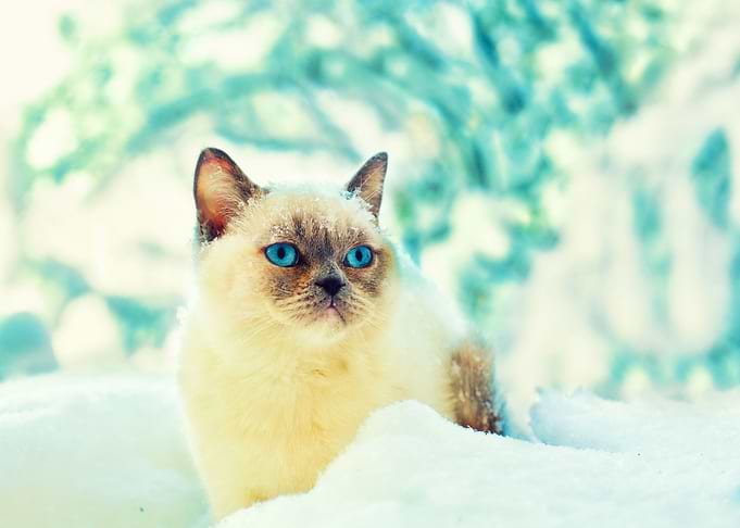 Animals Blue Breed Cat Chi