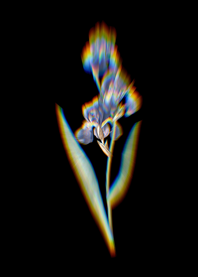 Prism Dalmatian Iris