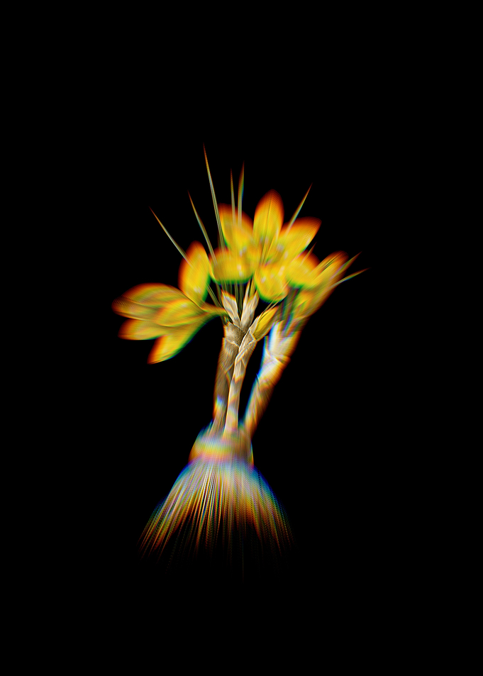 Prism Crocus Luteus
