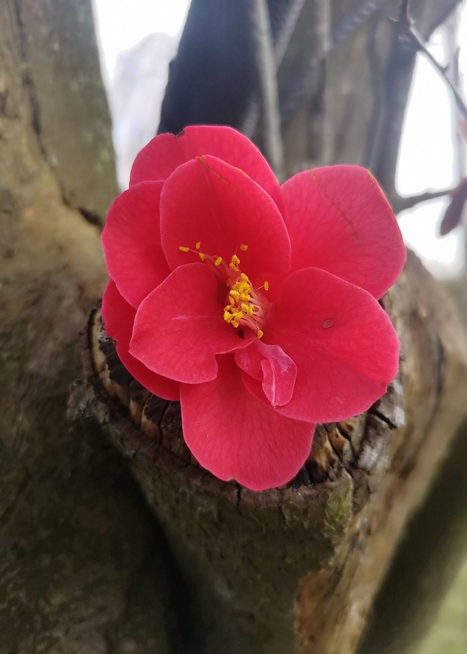 Red flower