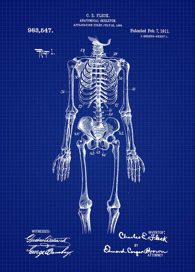 1911 Anatomical Skeleton