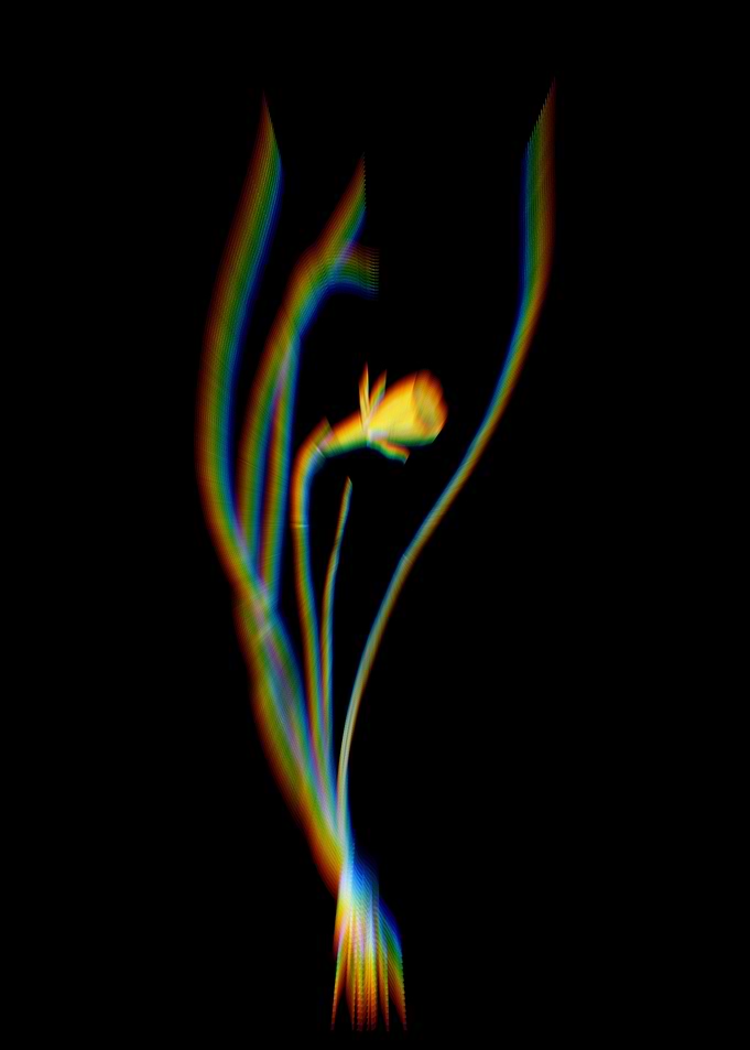 Prism Daffodil