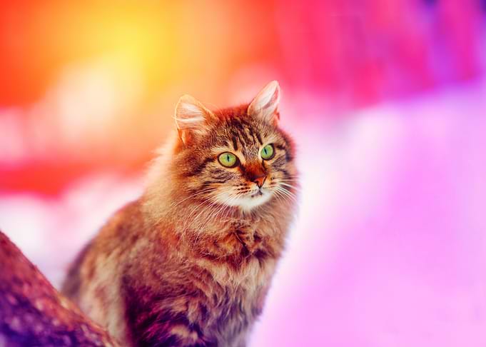 Animals Cat Feline Image K