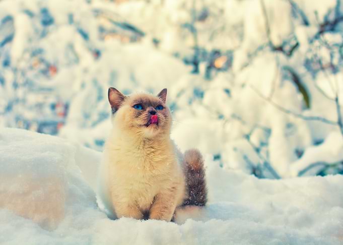 Animals Blue Breed Cat Chi