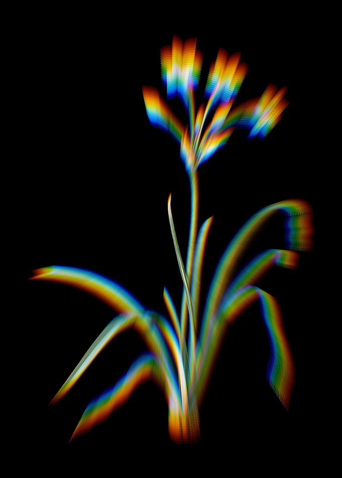 Prism Crytanthus Vittatus