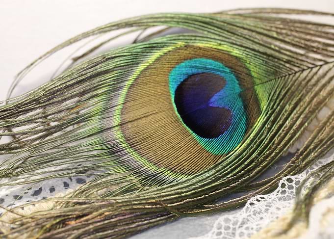 Lace and Peacock
