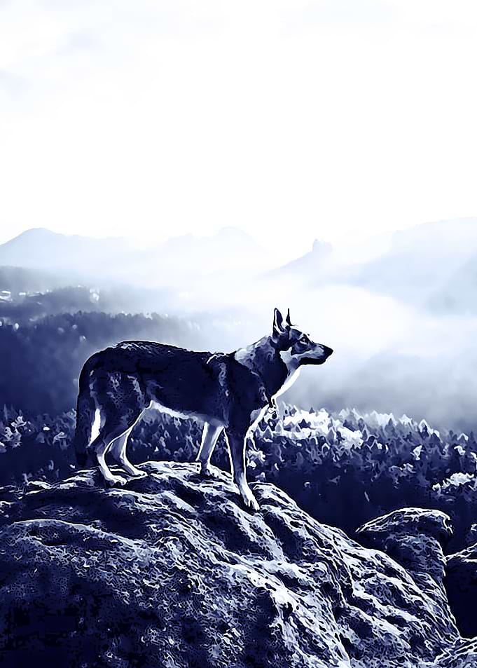 Animal 12