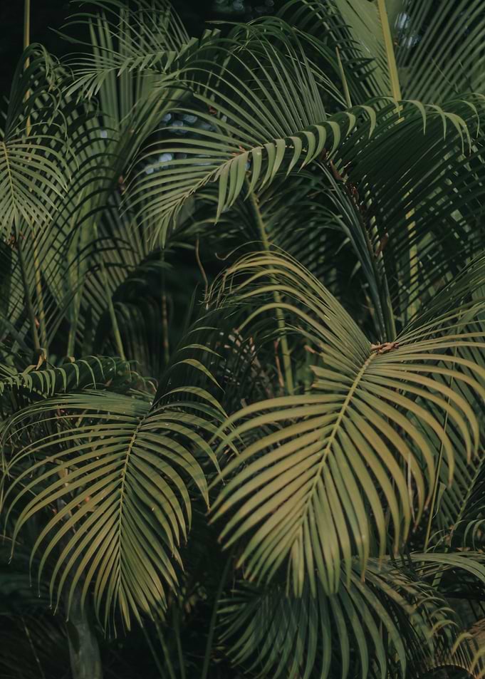 Palm Tree