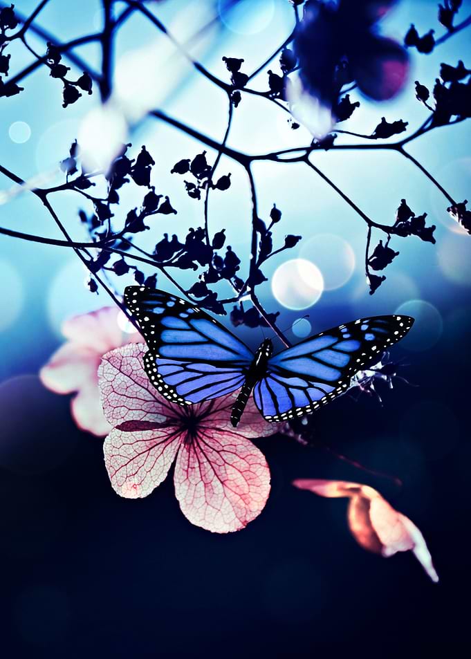 Blue Butterfly on Leaf