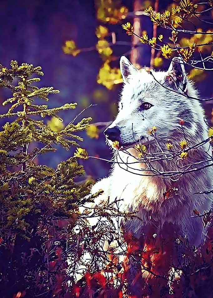Animal 28
