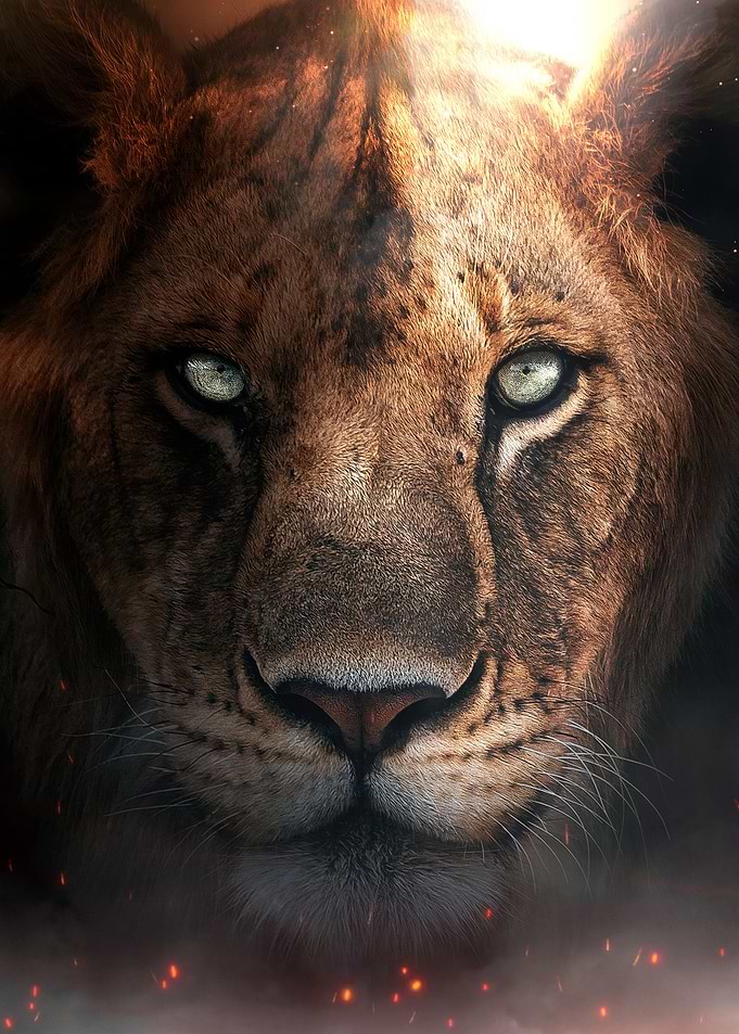 The Lion Cub Portrait