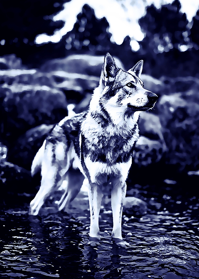 Animal 21