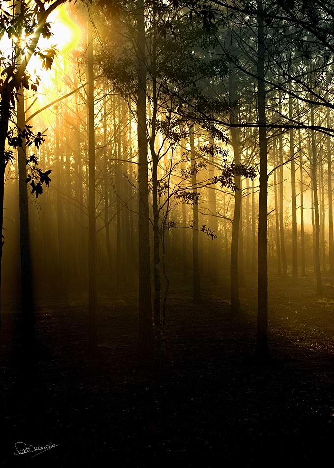Mississippi Pine Sunrise