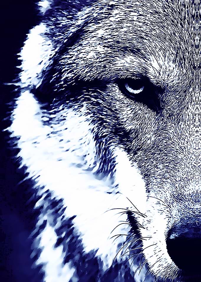 Animal 17
