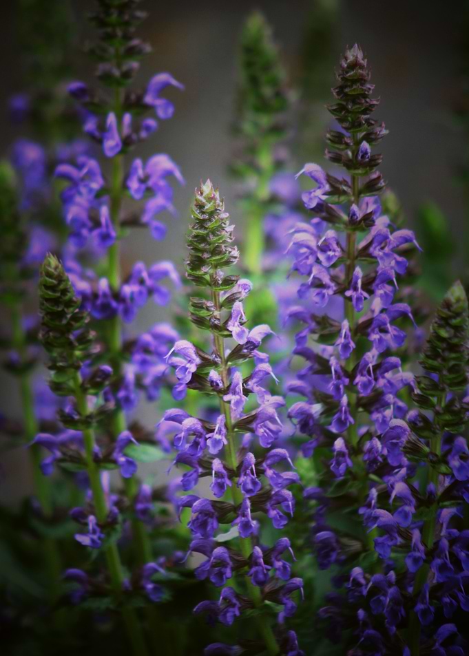 Purple Salvias