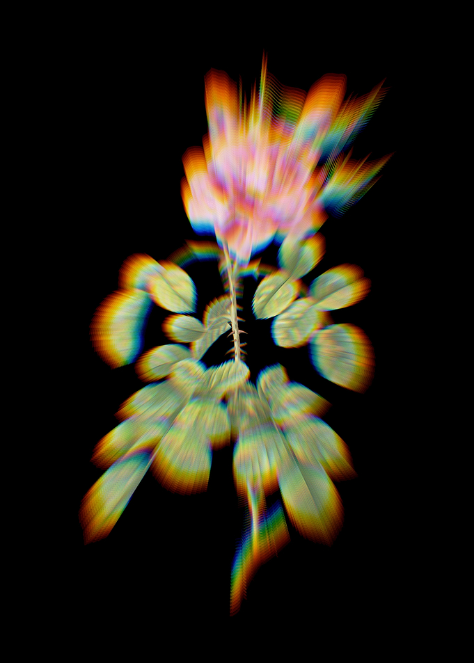 Prism Four Seasons Rose