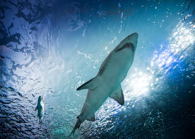 Sharks Fishes underwater