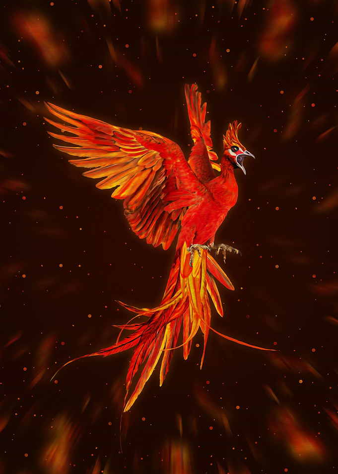 Rising Phoenix Bird