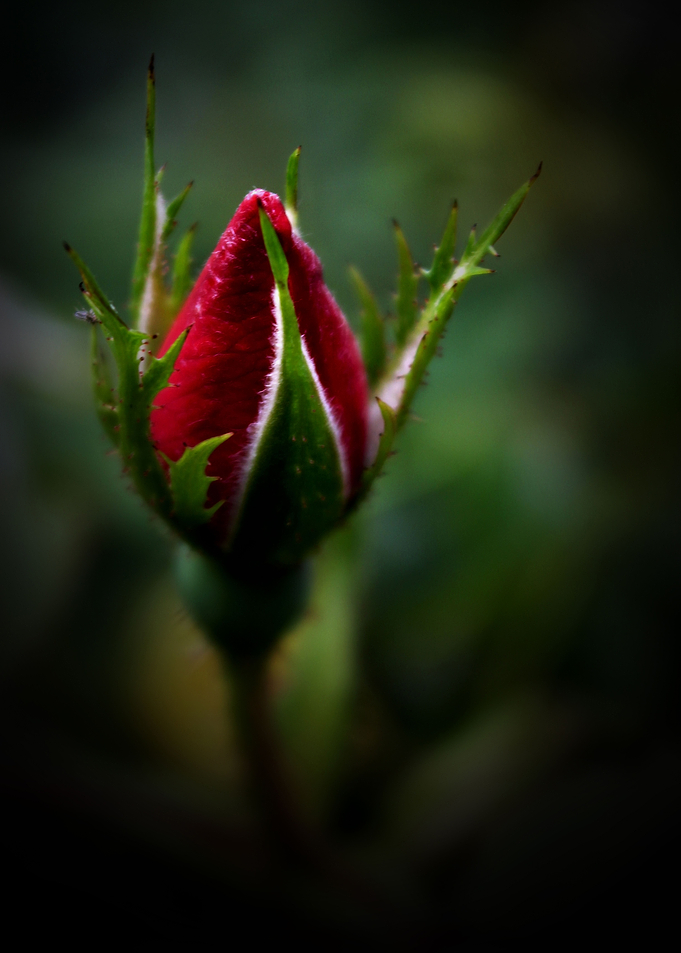 Close Up Rose Bud