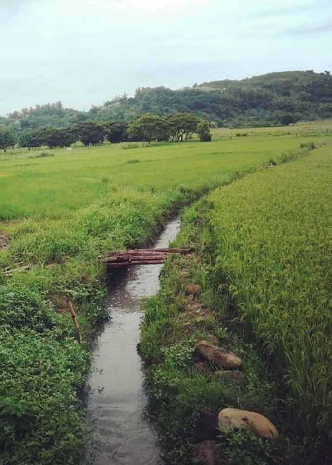 Rice Field of Emotions