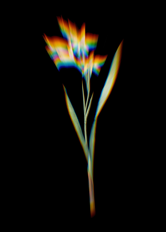 Prism Gladiolus Cuspidatus