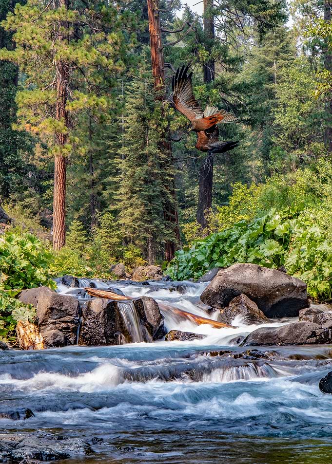 Falcon over the creek