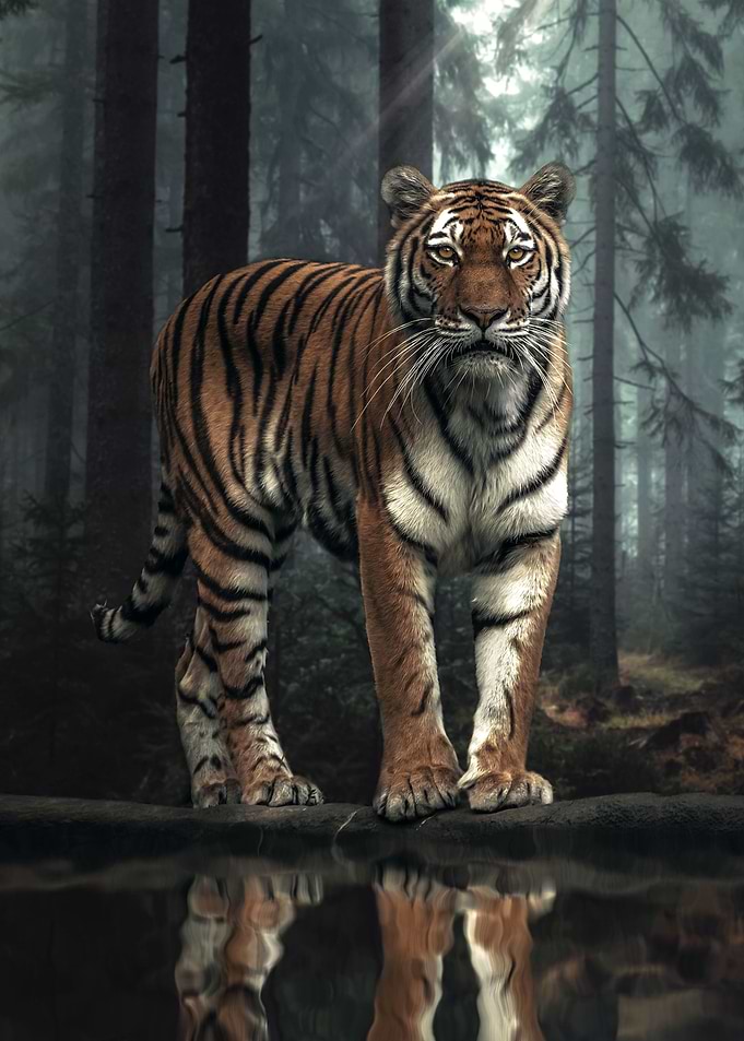 The Tiger in The Forest