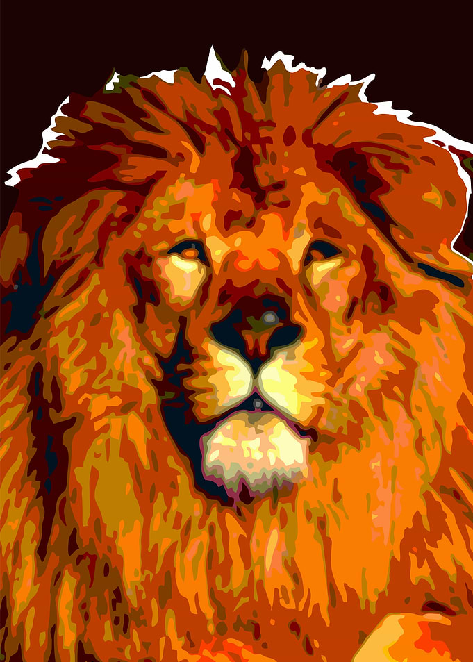 Adult Lion Stare
