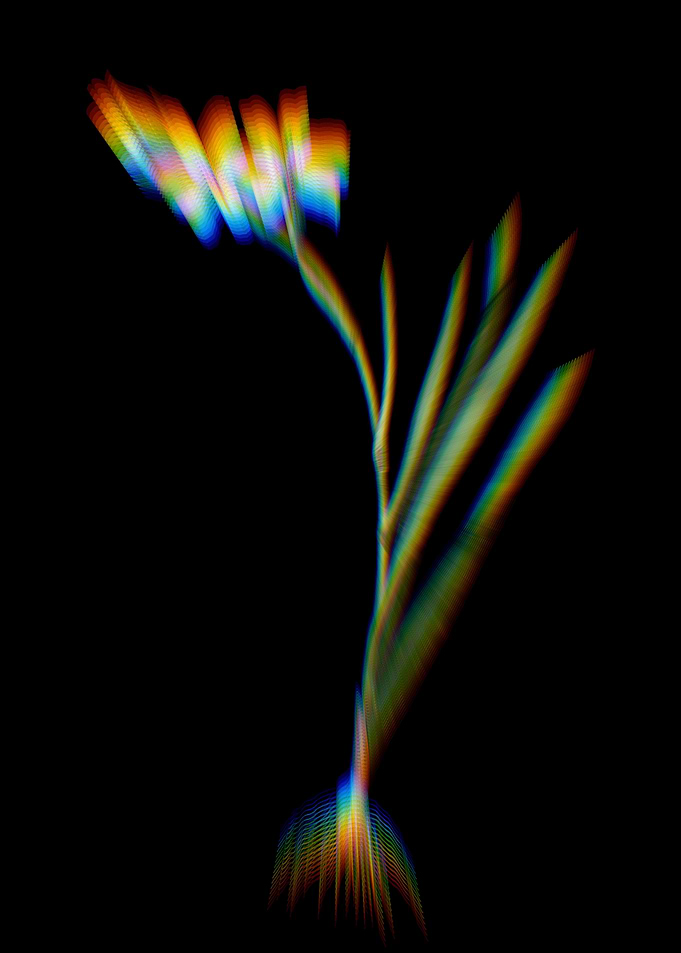 Prism Gladiolus