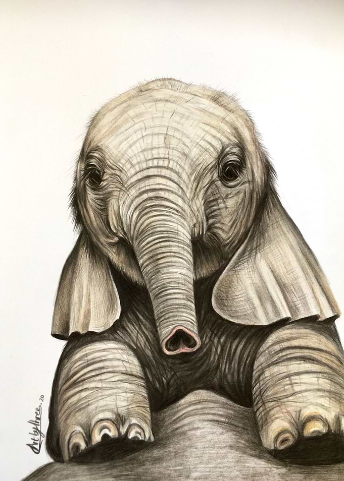 Baby Elephant