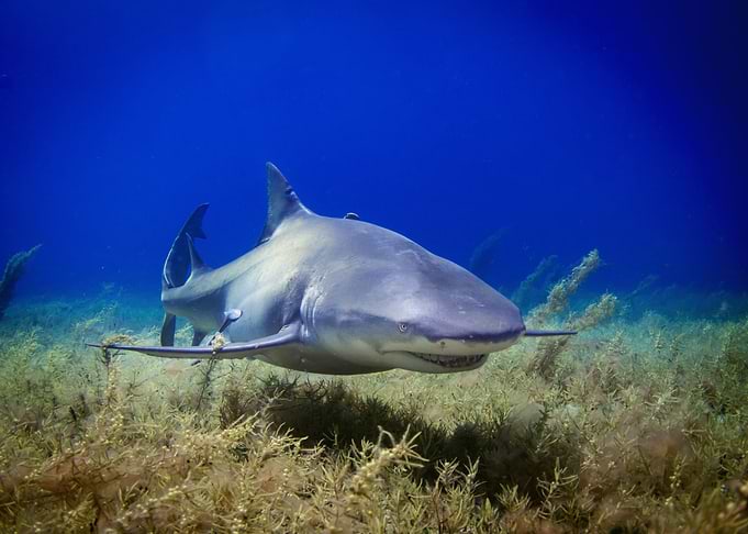 Shark Fish underwater