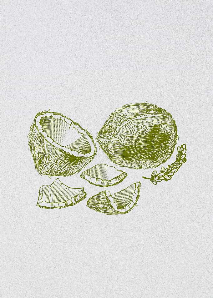 Minimalist Nature Coconut