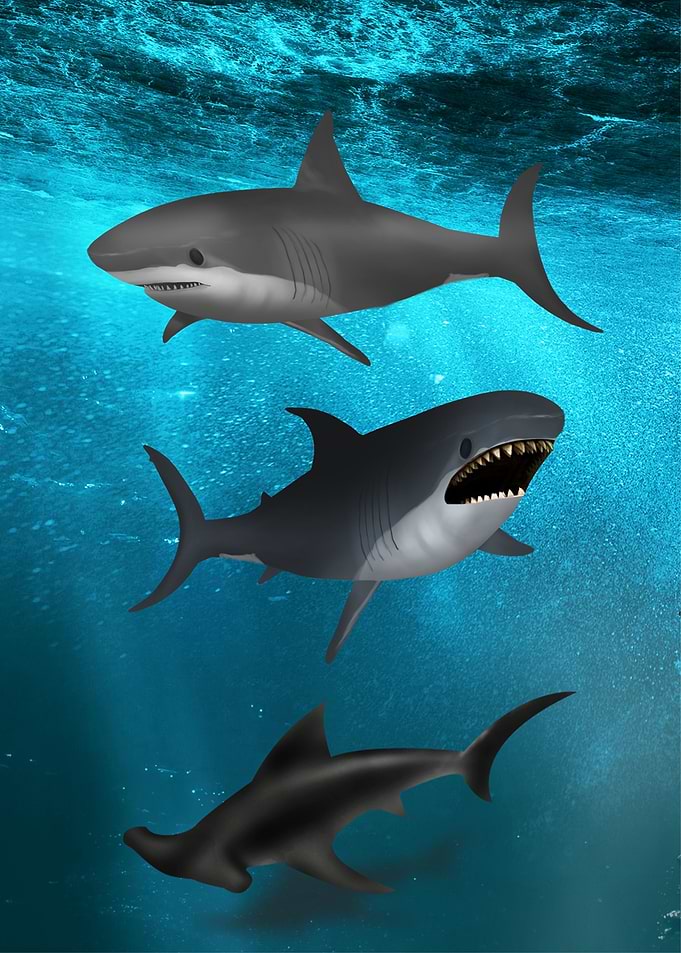 Shark Fishes Underwater