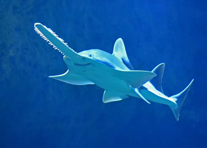 Saw Shark Fish underwater