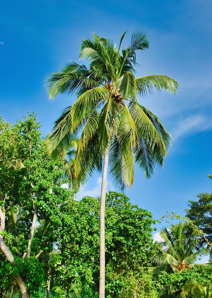 Tropical