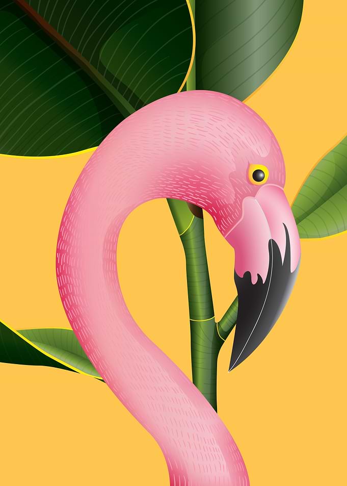 Beautiful flamingo