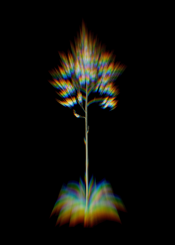 Prism Giant Cabuya