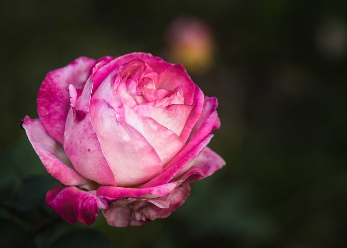Rose Closeup