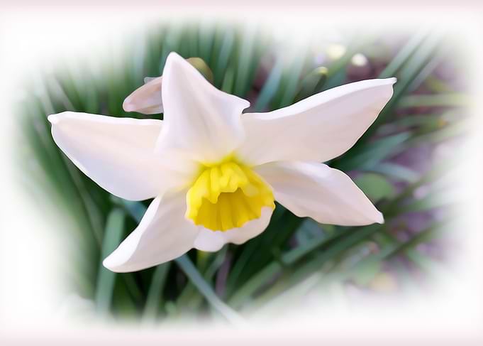 Narcissus bright shades