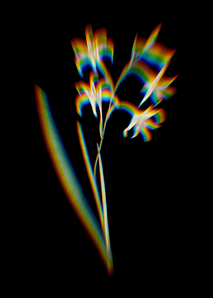 Prism Gladiolus Cuspidatus