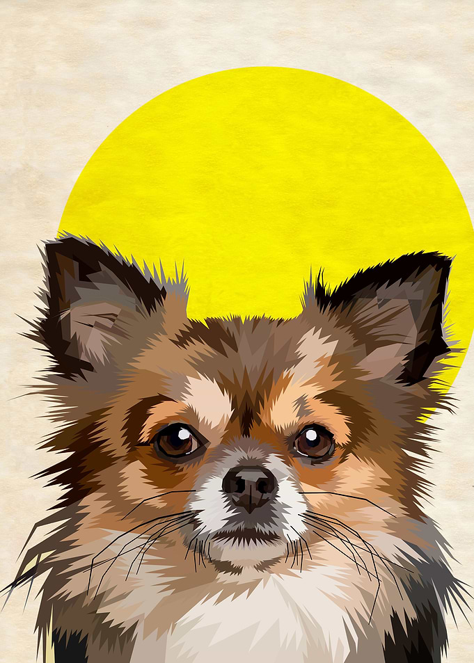 Cute Dog Chihuahua Sunny