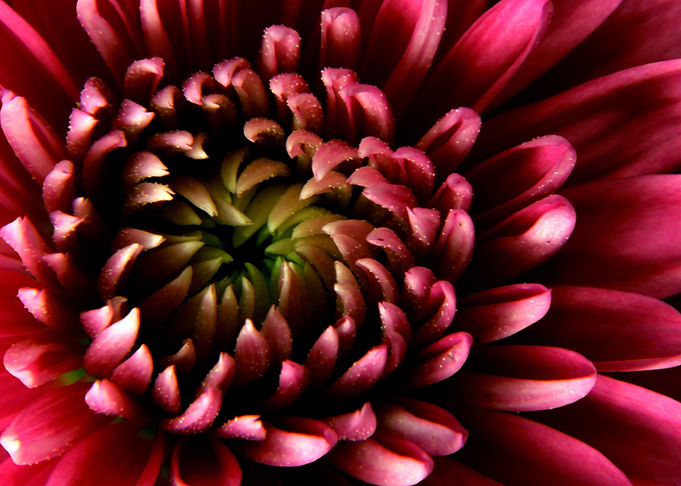 Petal Abyss