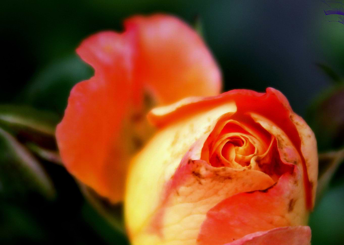 Blooming Bud