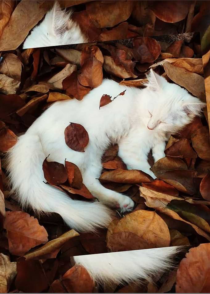Sleeping Cat