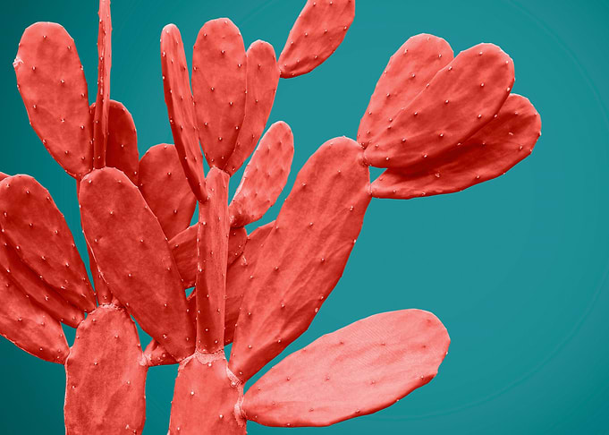 coral cactus