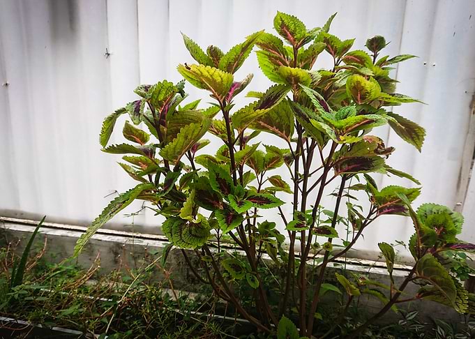 beautiful plants in pots