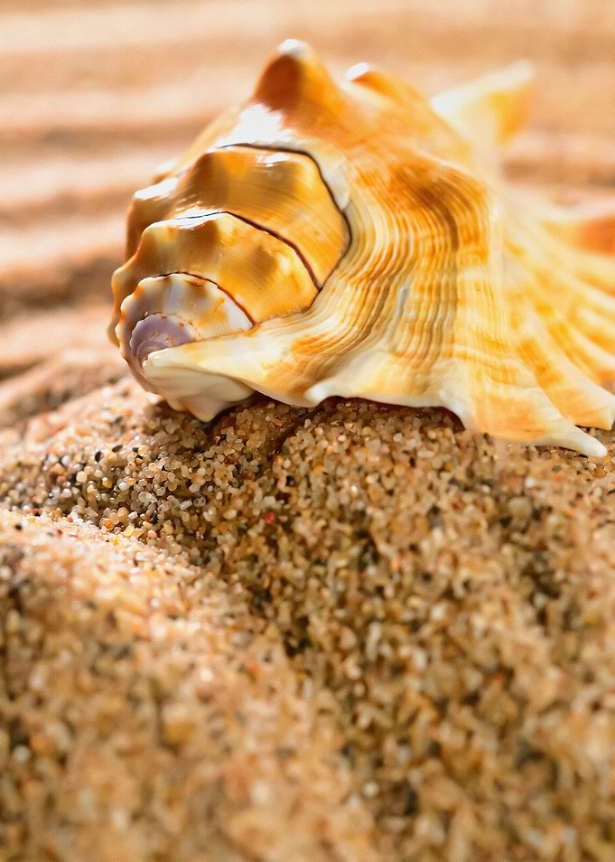 Sea Shell On The Sandy Bea