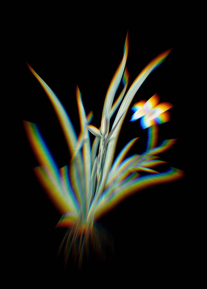 Prism Fortnight Lily Flora