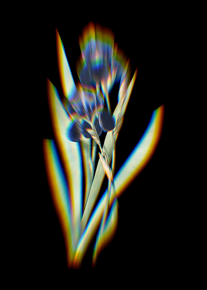 Prism German Iris